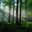 HD-wallpaper-forest-beautiful-lights-nature-rays-sun-rays-trees